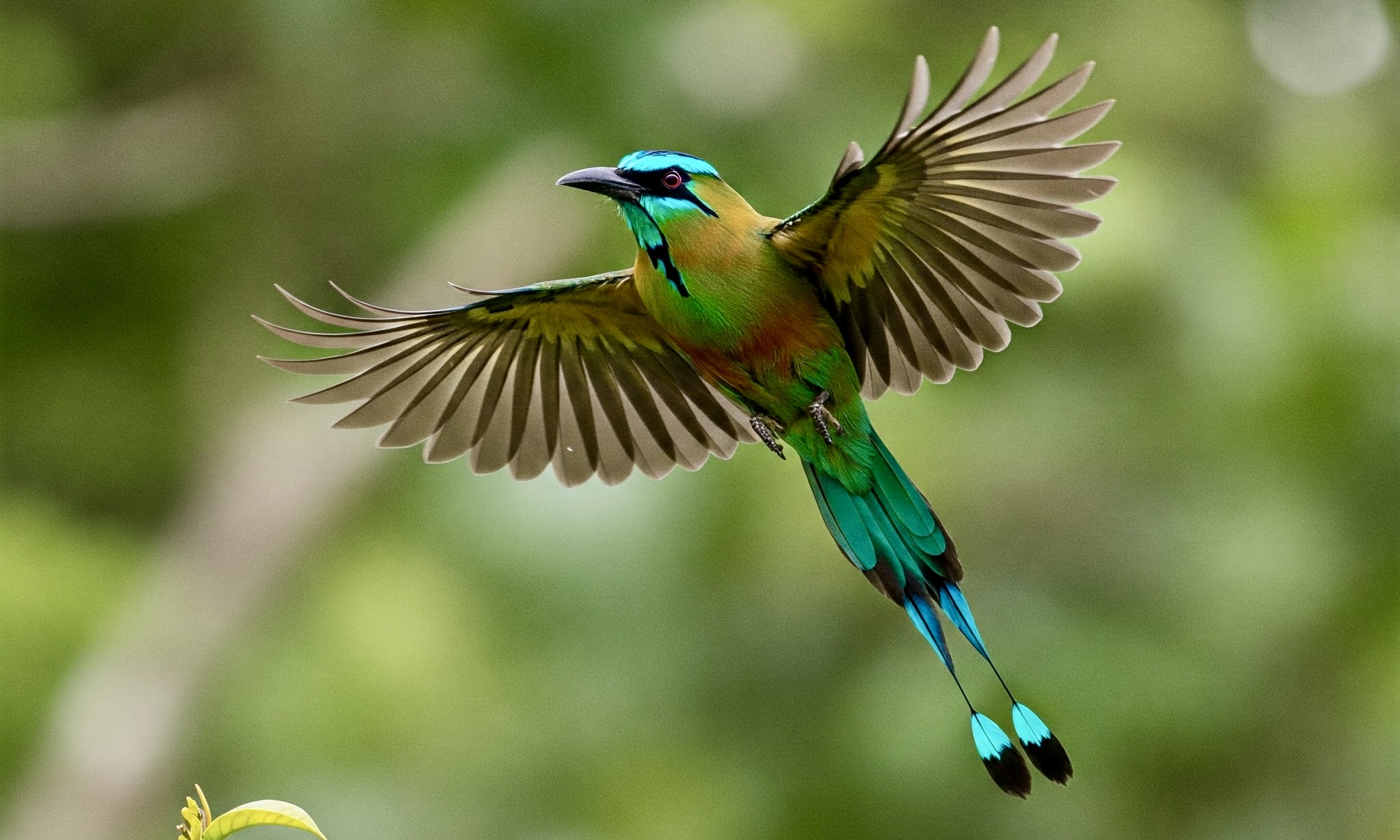 photo of Turquoise-browed Motmot in Flight